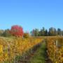 autunno a RoncSoreli terra di vini friulani 