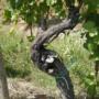 Ceppo di vite vecchia nel vigneto storico del Friulano (Tocai quando è nata ....) 