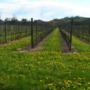 primavera a RoncSoreli terra di vini friulani 