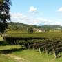 La cantina di RoncSoreli circondata dai vigneti di Pinot Grigio e Sauvignon 